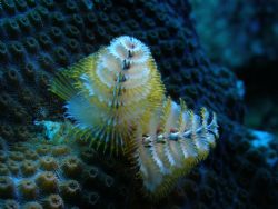 christmas tree worm in a boulder star coral at old bouy d... by Victor J. Lasanta Garcia 